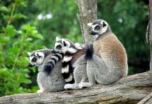 three ring tailed lemurs on wood log